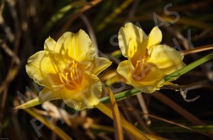 Daylillies (2) by Melissa Salas