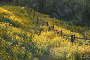 Field Flowers (3) by Melissa Salas