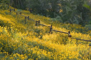 Field Flowers (4) by Melissa Salas