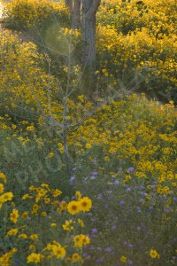 Field Flower (5) by Melissa Salas