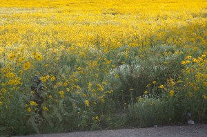 Field Flowers (6) by Melissa Salas