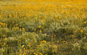 Field Flowers (7) by Melissa Salas
