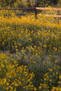 Field Flowers (9) by Melissa Salas