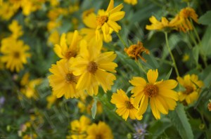 Field Flowers (10) by Melissa Salas