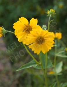 Field Flowers (11) by Melissa Salas