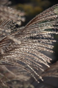 Laceweed by Melissa Salas