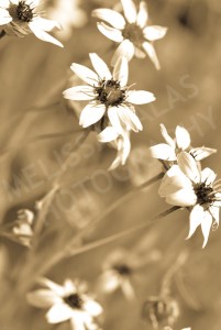 Many antique White Flowers by Melissa Salas