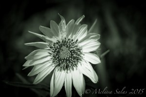 Matsartistgrn by Melissa Salas