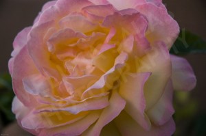 Rose (2) by Melissa Salas