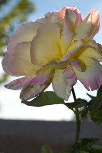 Rose by Melissa Salas