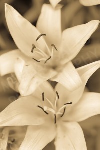 SepiaLilly by Melissa Salas