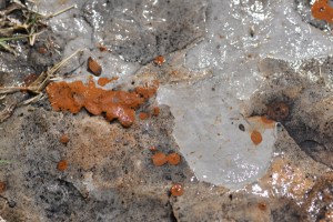 Wet Rock by Melissa Salas