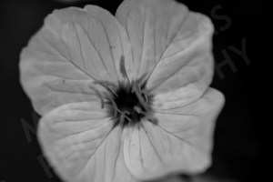 White Black Centered Flower by Melissa Salas