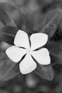 White and Black Flower by Melissa Salas