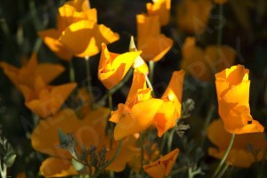 Yellow Pansies by Melissa Salas